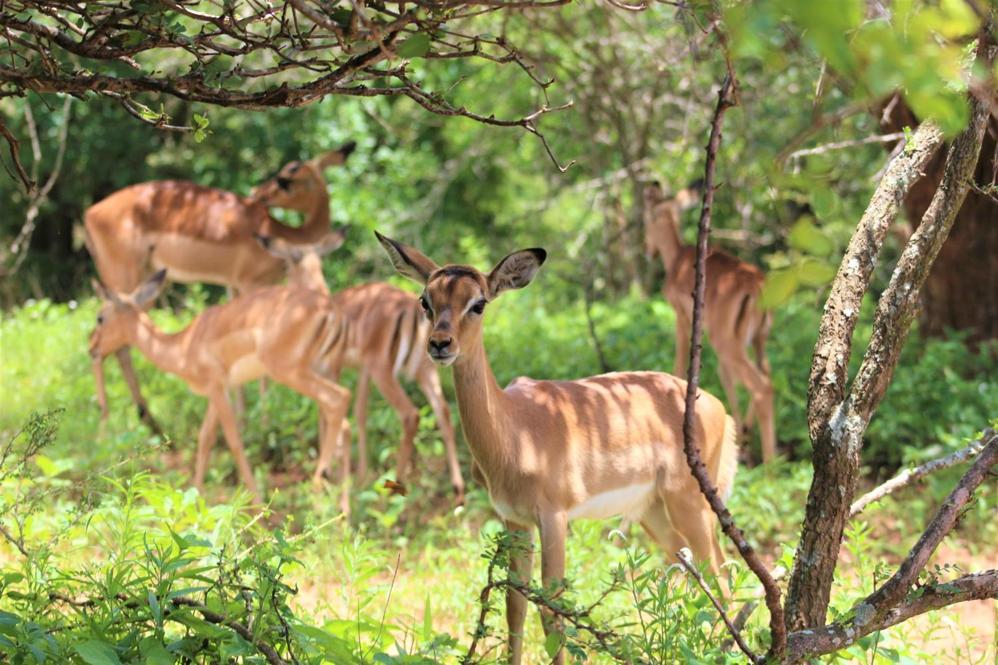 Apartmán Kruger Kumba - Lahlekile Nathi Marloth Park Exteriér fotografie
