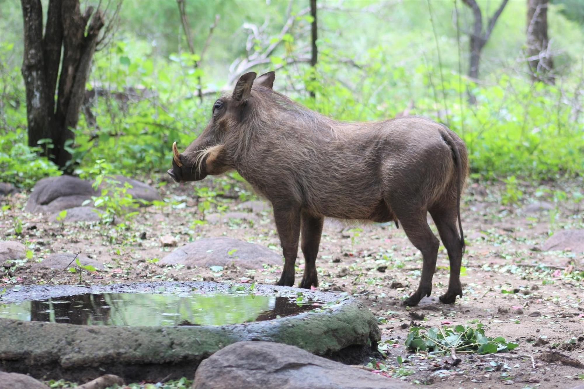 Apartmán Kruger Kumba - Lahlekile Nathi Marloth Park Exteriér fotografie