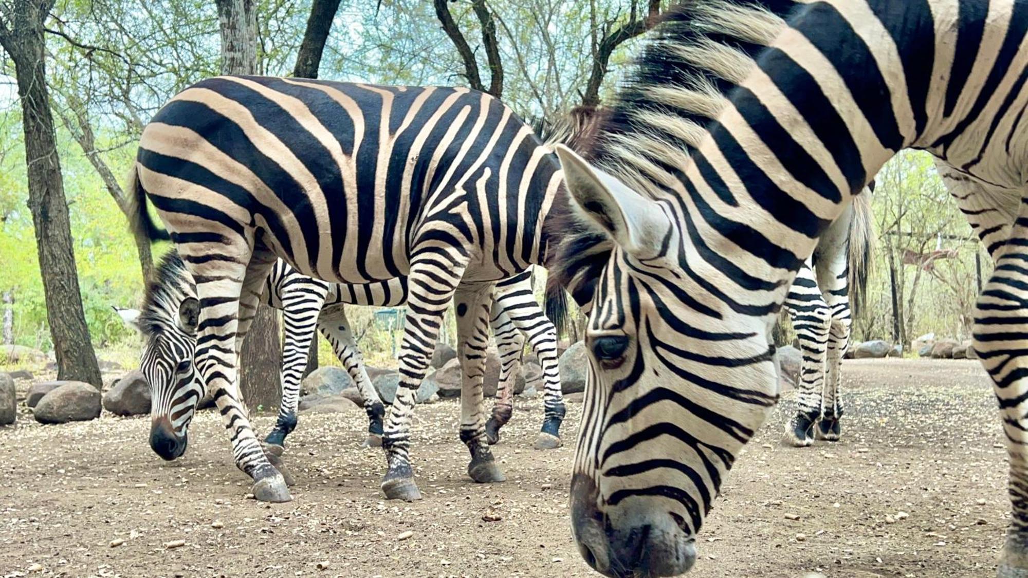 Apartmán Kruger Kumba - Lahlekile Nathi Marloth Park Exteriér fotografie